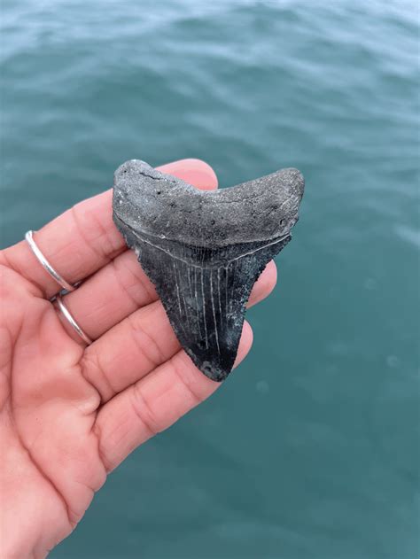 2.64" Megalodon Tooth (Venice) — Meg Goddess Designs