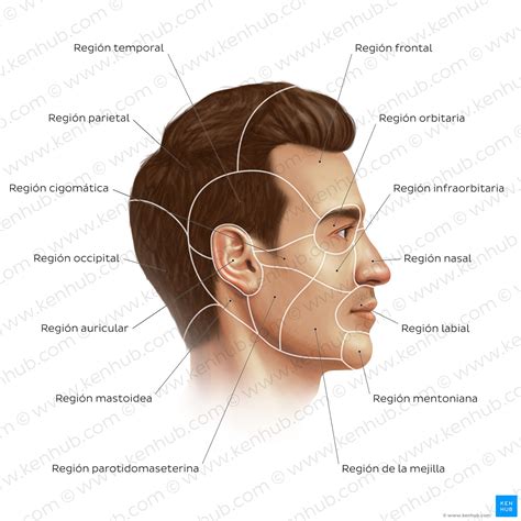 Paladar: Duro y Blando - Anatomía, Inervación y Función