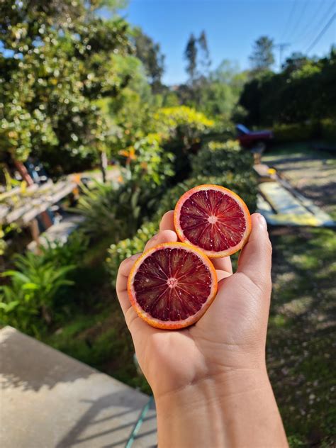 blood orange season. zone 10a. Small plant with a ton of fruit. : r ...