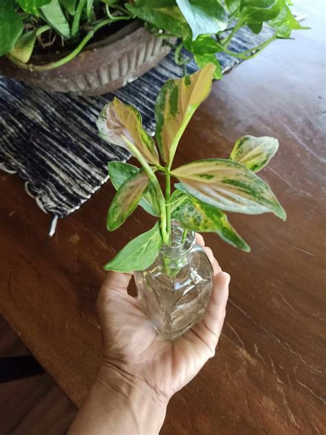 How to Propagate Prayer Plant? Easy Guide - Plants Craze