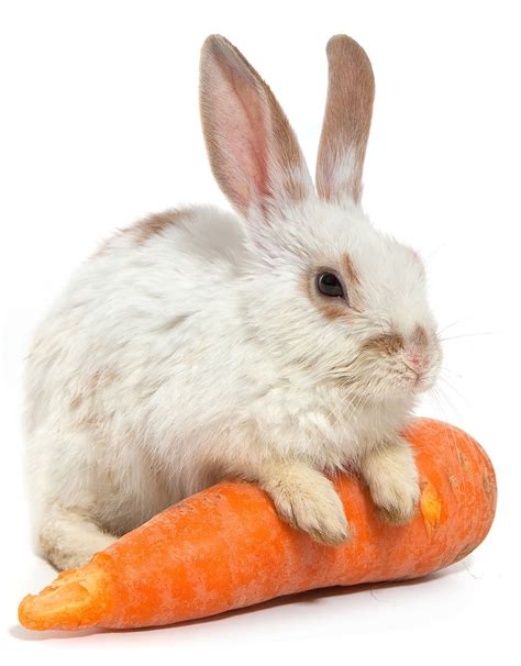 Can rabbits eat carrots – Artofit
