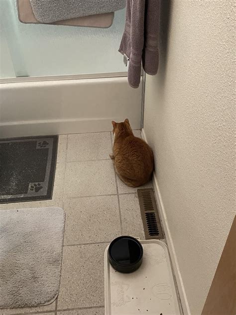 Why does he do this? : r/OneOrangeBraincell