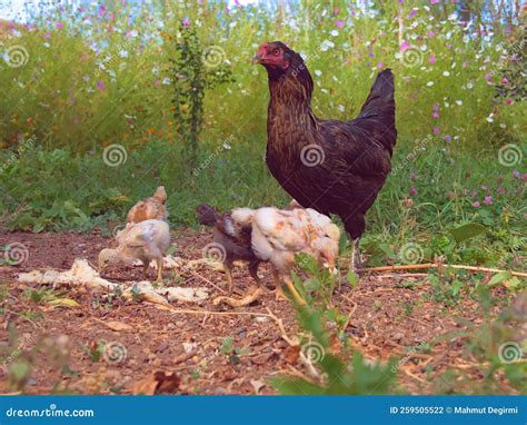 Black Organic Chicken Eating in the Garden with Its Chicks Stock Photo ...