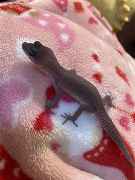 Blizzard leopard gecko color : r/leopardgeckos