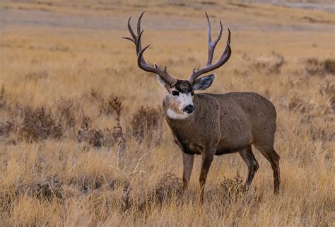 Largest Mule Deer In The World