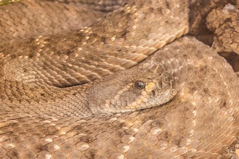 Western Diamondback Rattlesnake Striking Distance News Flash • Nye