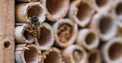 Bee hotels boost native bee populations | Oklahoma State University