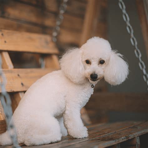 ¿Son los Poodles Buenos Compañeros para los Niños? Pros y Contras de ...