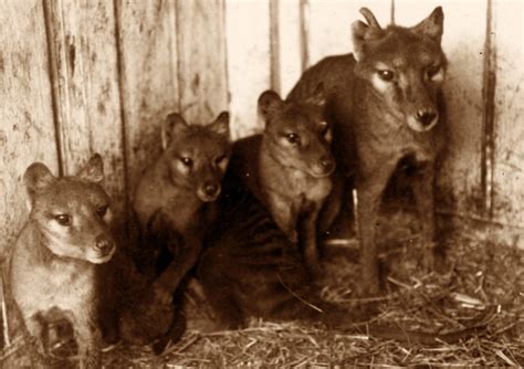 Tasmanian Tiger Tasmanian Tiger 🔜 New Year, New Gear! 🗓💥