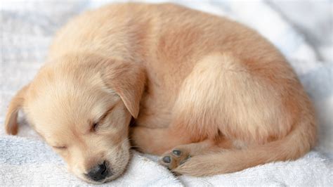 Why is my puppy sleeping a lot? Vet reveals whether it’s something you ...