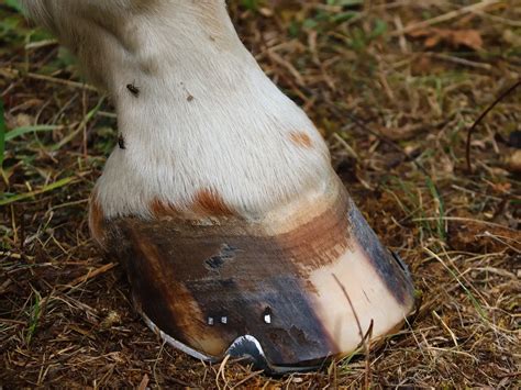 Horse Leg Markings - The Equinest