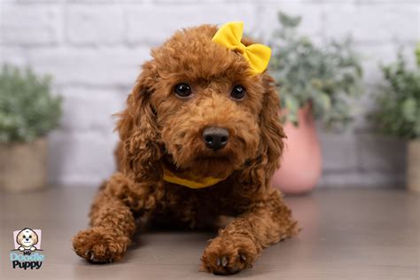 Cavapoo Full Grown Sizes: The Ultimate Guide (Pictures Included!) — My ...