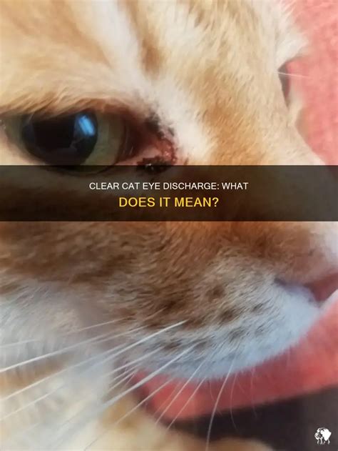 Clear Cat Eye Discharge: What Does It Mean? | PetShun