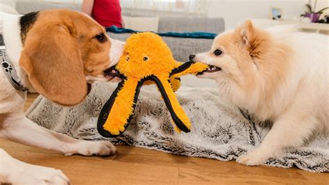 How To Stop Dogs From Fighting In The Same Household