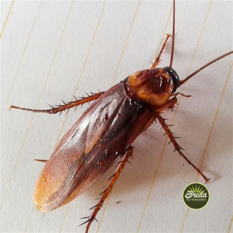 What Are Red Roaches and What Are They Attracted To? | Breda Pest ...