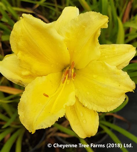 Daylily - Happy Returns - Cheyenne Tree Farm - Trees, Shrubs ...