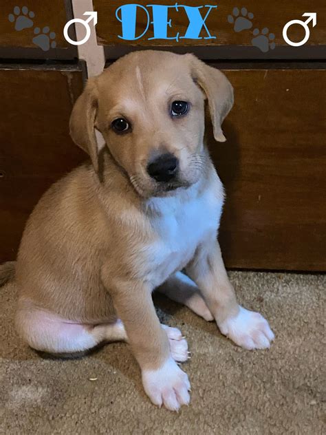 Great Pyrenees Lab Mix Pictures at Hilda Olivia blog