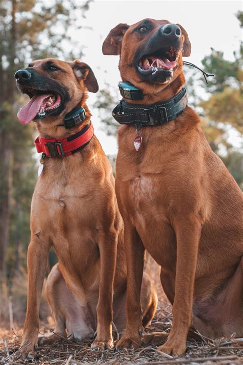 E-Collar for 2 Dogs: How to Train Multiple Dogs Together (2026 ...