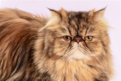 Persian Cat Breeders in Massachusetts | Kittens & Cats for Sale