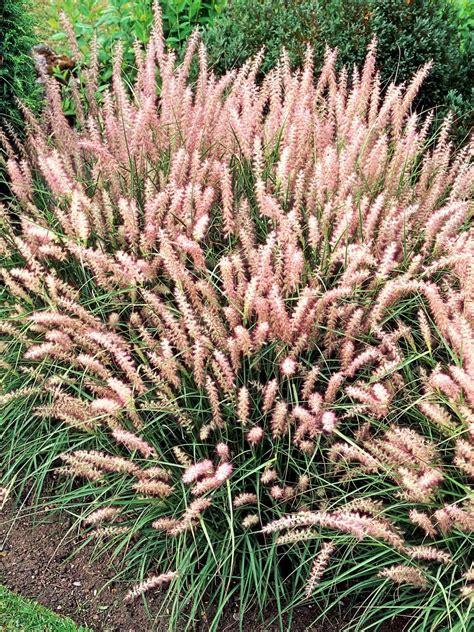 Small Ornamental Grasses For Landscaping at Isla Maddy blog