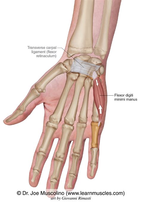 Flexor Digiti Minimi Brevis Foot