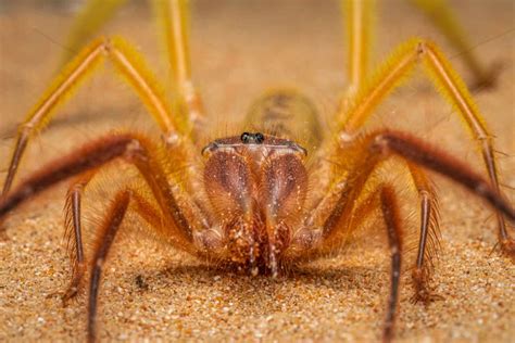 Are Camel Spiders Really Venomous? Separating Fact From Fiction