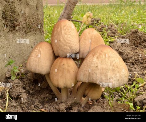 Coprinellus micaceus mushroom commonly known as mica cap, shiny cap, and glistening inky cap ...