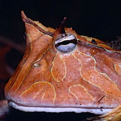 Check out this Frog! It is the Amazon horned frog (Ceratophrys cornuta ...