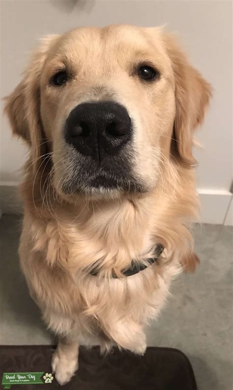 Light Golden Retrievers