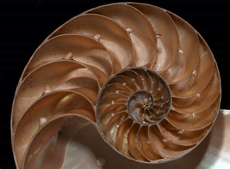 Nautilus Fish Facts - Nautilus - A-Z Animals