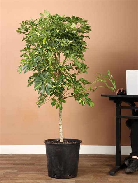 Variegated Schefflera Plant