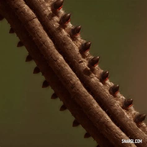 Cafe Noir Color: Meaning, Examples, and Uses | Snargl