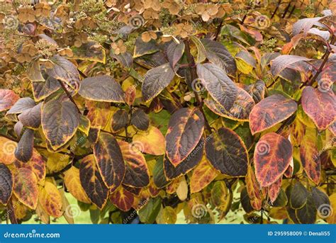 Fall Colors on Hydrangea Quick Fire Tree. Stock Image - Image of forest ...