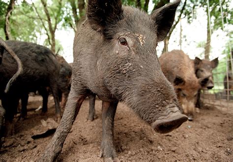 Houston area’s feral hogs exploding in numbers, creating a constant ...