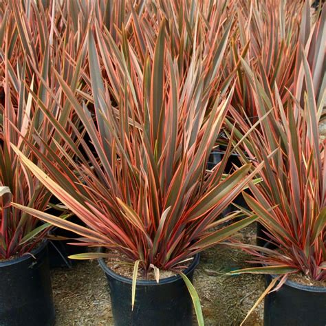 Multi Colored Flax Plants