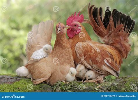 A Hen and a Rooster are Foraging with a Number of Chicks on a Moss-covered Ground. Stock Photo ...