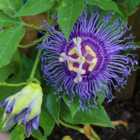 Passion Flower Plants for Sale | Easy to Grow™ - Easy To Grow Bulbs