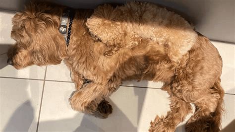 Maltipoo Full Grown: Does Size Really Matter?