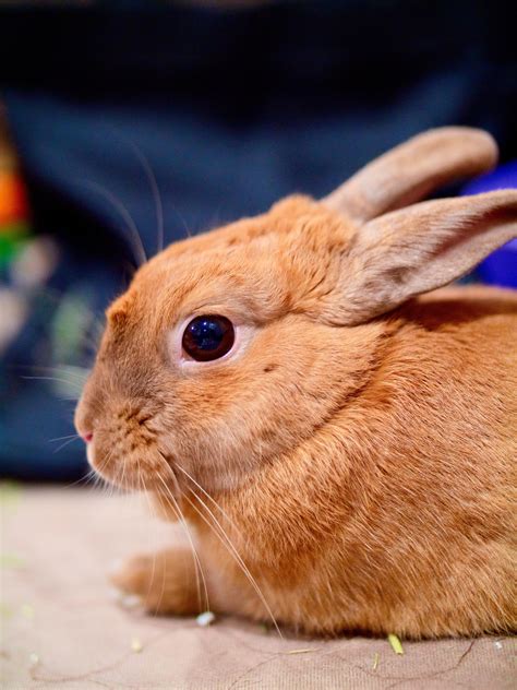 Here's my model for testing photo-gear. She has a temper but is willing ...