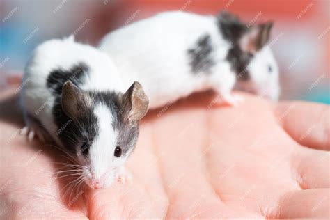 Black And White Rats
