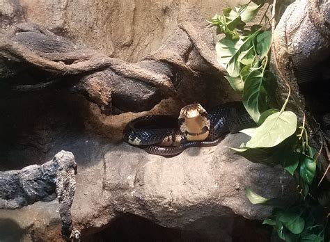 CAPE FEAR SERPENTARIUM (2026) All You Need to Know BEFORE You Go (with ...