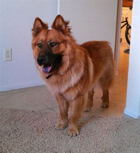 German Shepherd Chow Mix Dog