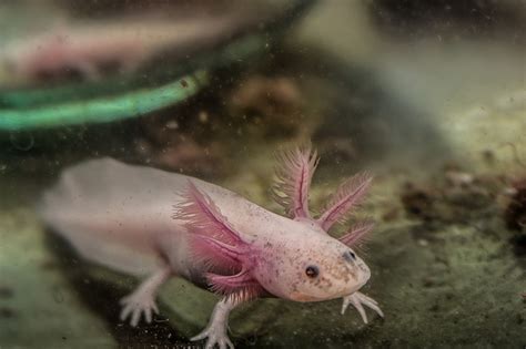 Complete Guide to Mexican Wildlife and Biodiversity