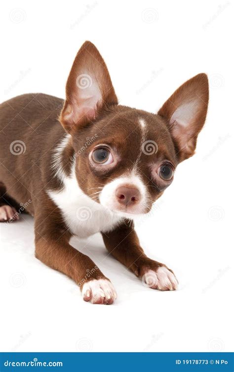 Chocolate Brown Chihuahua Puppies