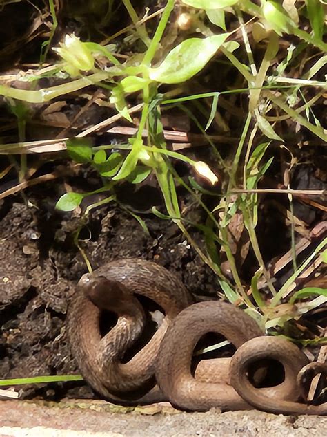 Copperhead Snake Belly Markings