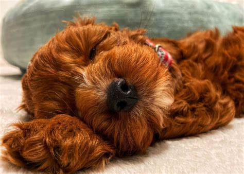 What is a Labradoodle? Breeds, Traits & Life Expectancy - Daring Doodle