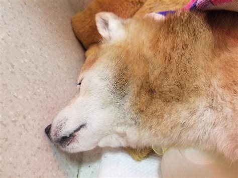 My sweet Kira crossed the rainbow bridge today, at 15 years old. : r/shiba