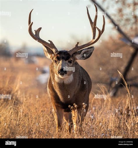 Mature Mule deer (odocoileus hemionus) buck walking through grass in ...