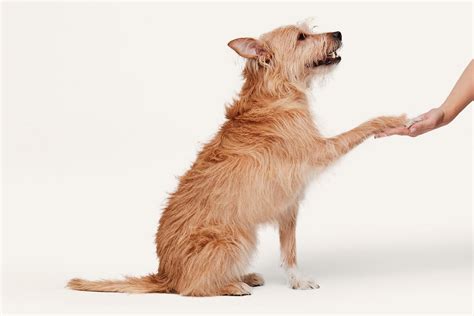 Why do female dogs hump? | ManyPets