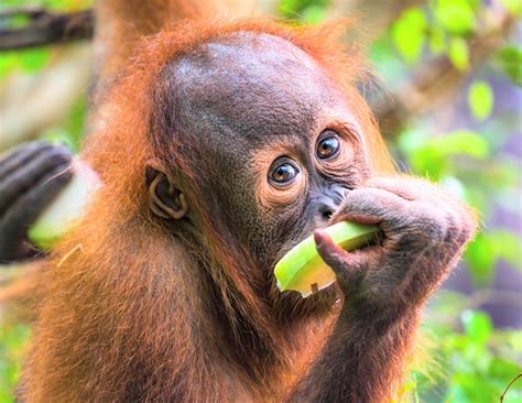 Orangutans need years of guidance to learn what’s safe to eat - Earth.com